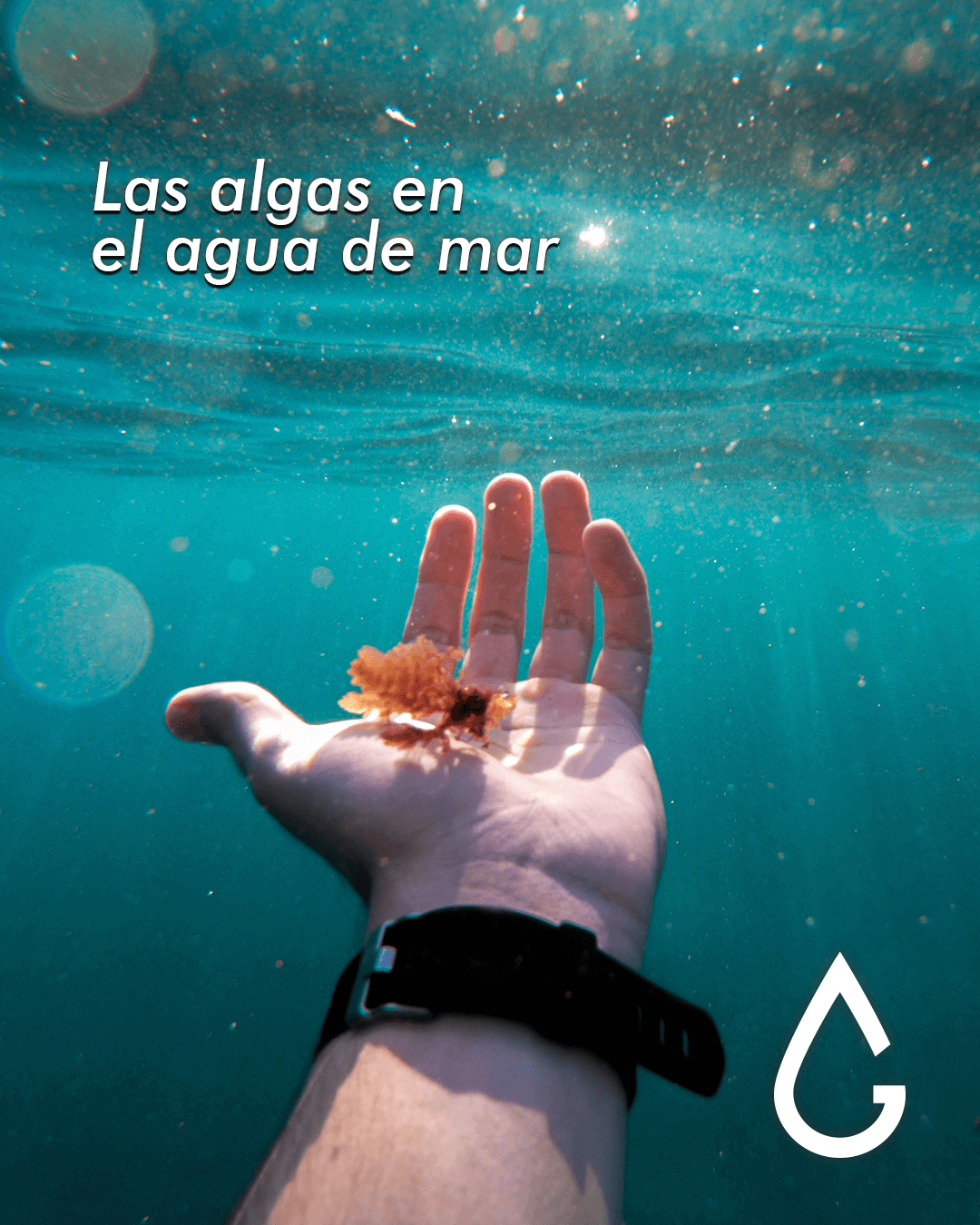 Las algas en el agua de mar